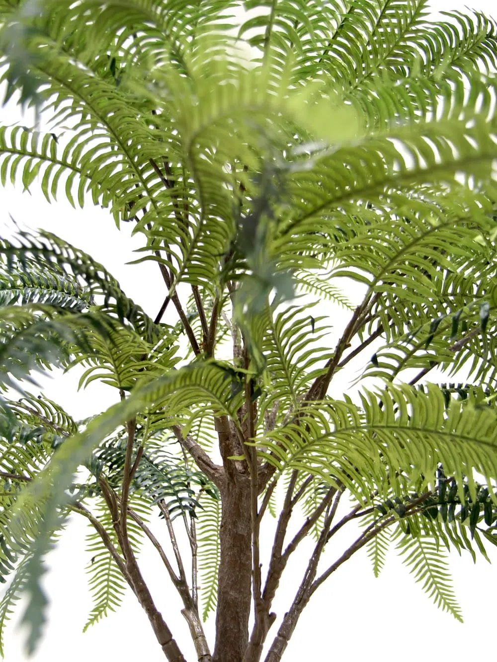 SN6563_Table Top Tree - Fern_ (1)