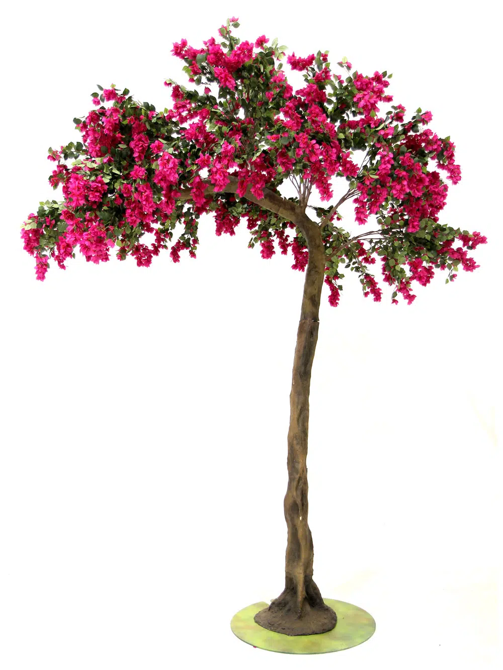 SN6057_Bougainvillea Half Arch Tree_060