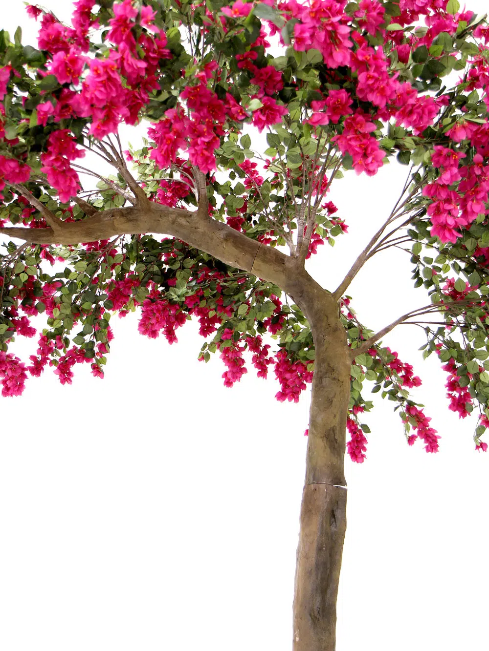 SN6057_Bougainvillea Half Arch Tree_061