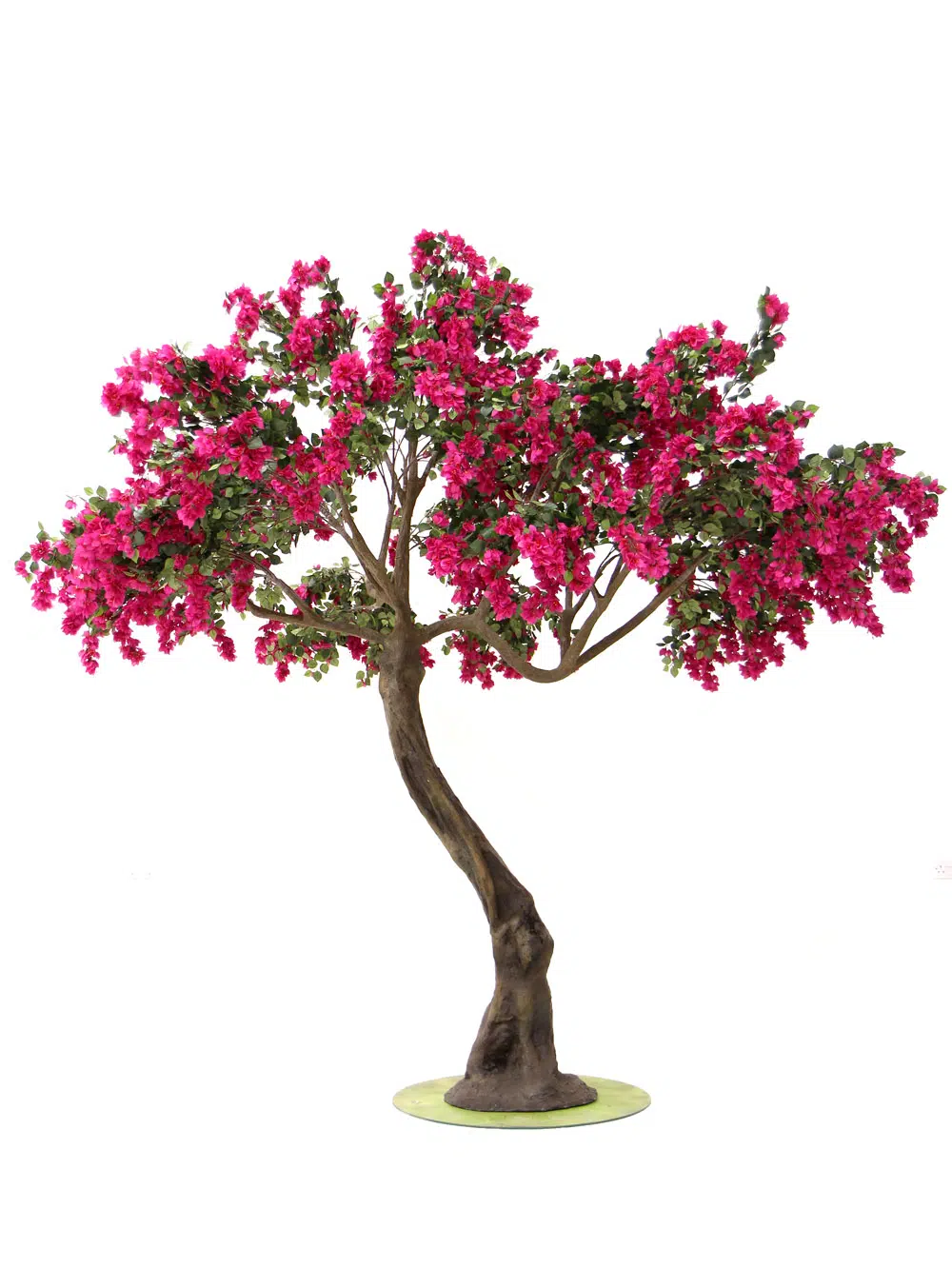 SN6058_Bougainvillea Twisted Trunk Tree_101