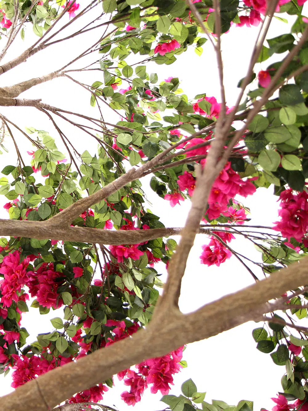 SN6058_Bougainvillea Twisted Trunk Tree_102