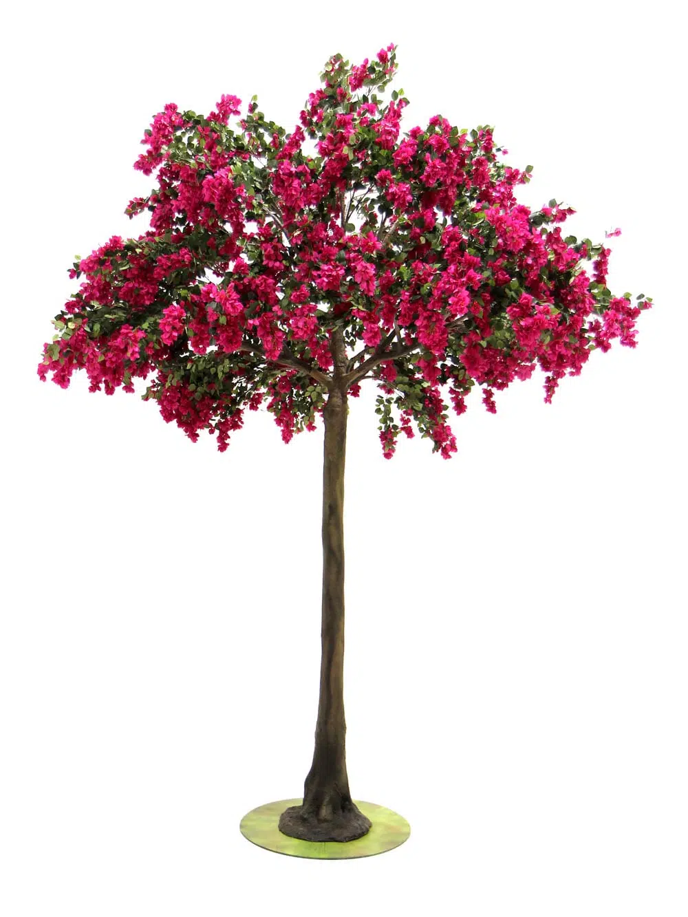 SN6060_Bougainvillea Tree (3.4m)_133