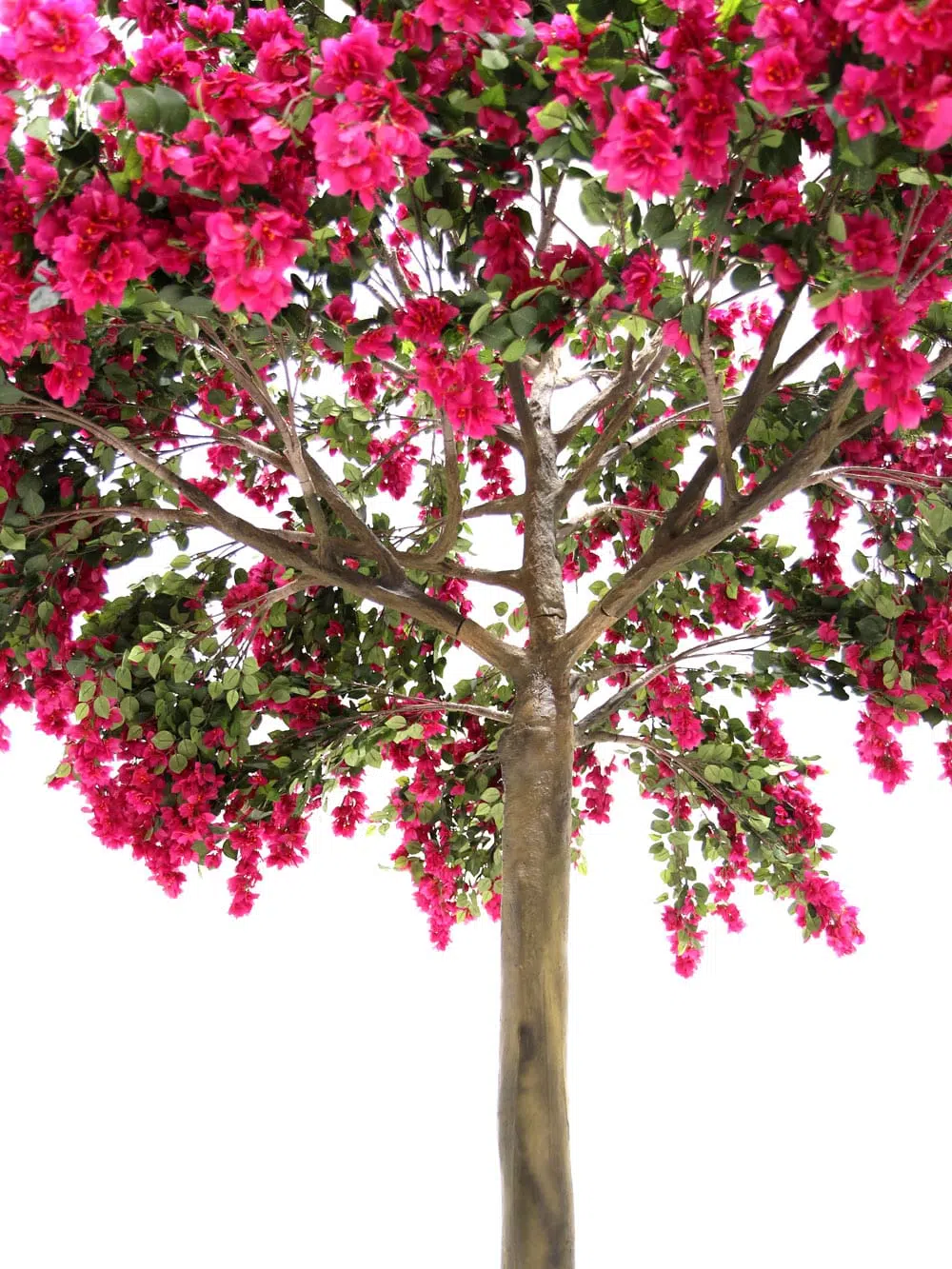 SN6060_Bougainvillea Tree (3.4m)_134