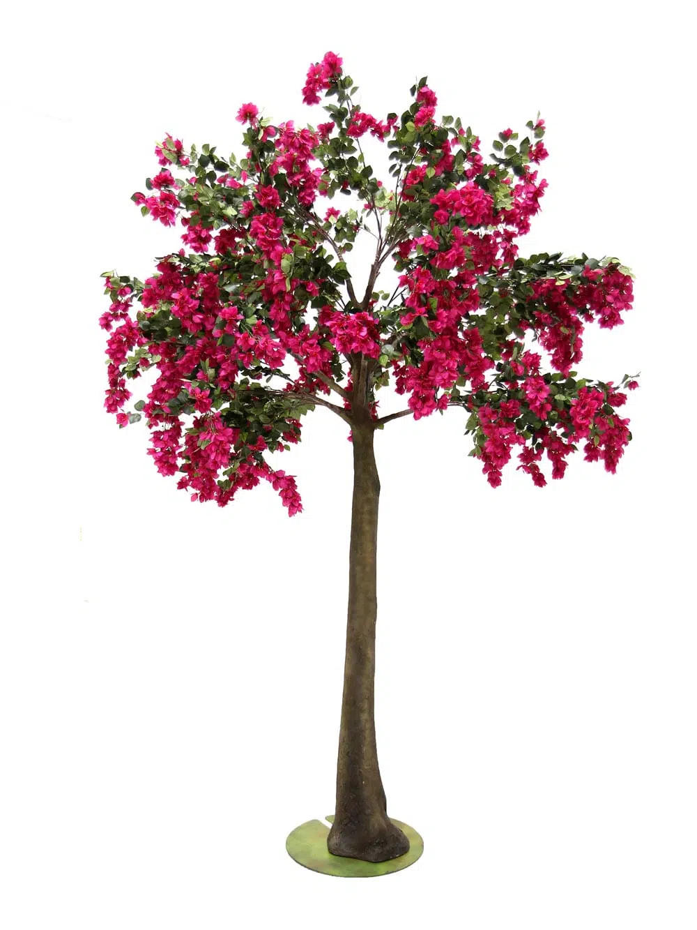 SN6061_Bougainvillea Tree (2.8m)_104