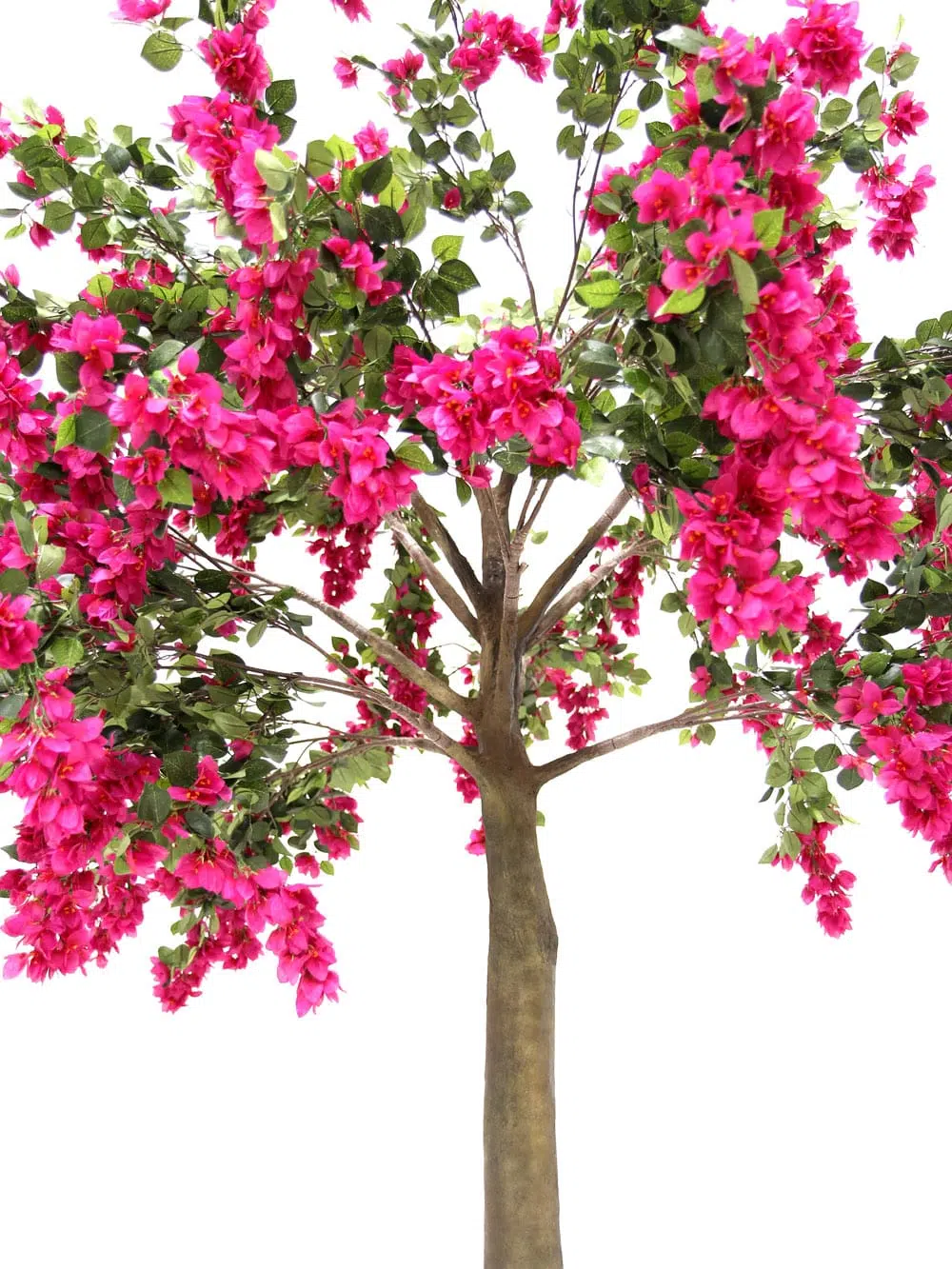 SN6061_Bougainvillea Tree (2.8m)_105