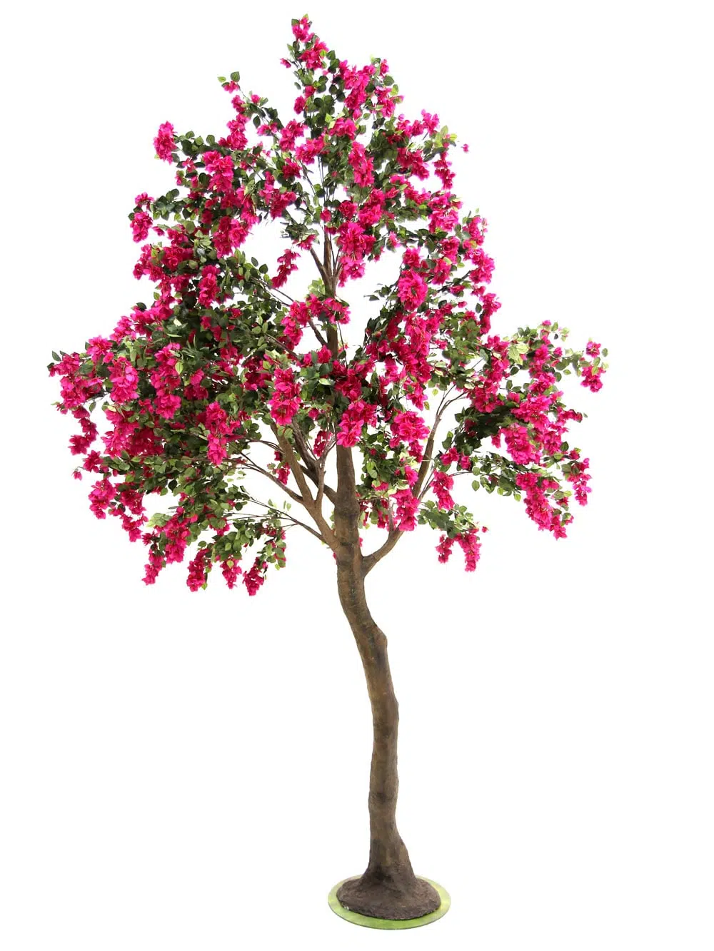 SN6062_Bougainvillea Tree (3.5m)_087