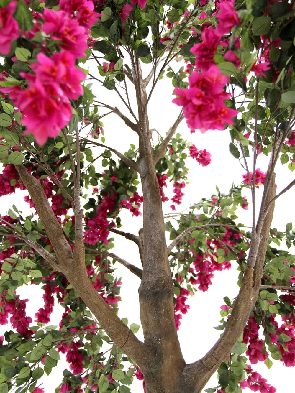 SN6062_Bougainvillea Tree (3.5m)_088