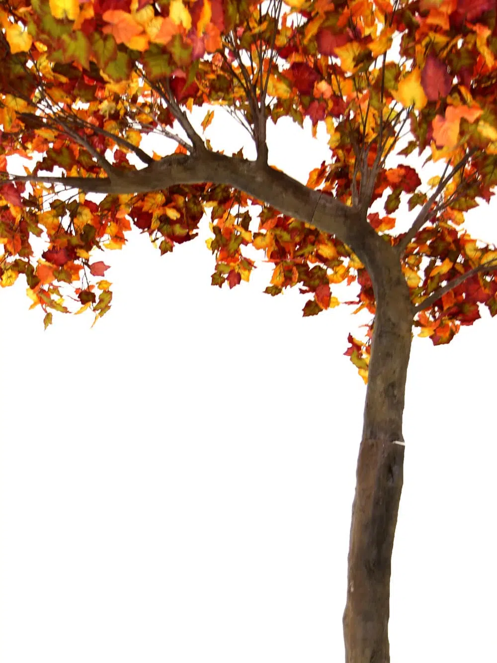 SN6404_Autumn Half Arch Tree (3.1m)_121