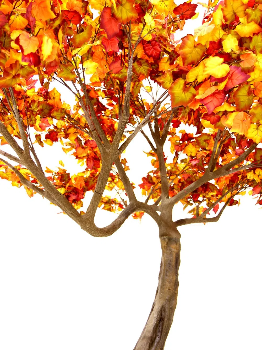 SN6405_Autumn Twisted Trunk Tree_058