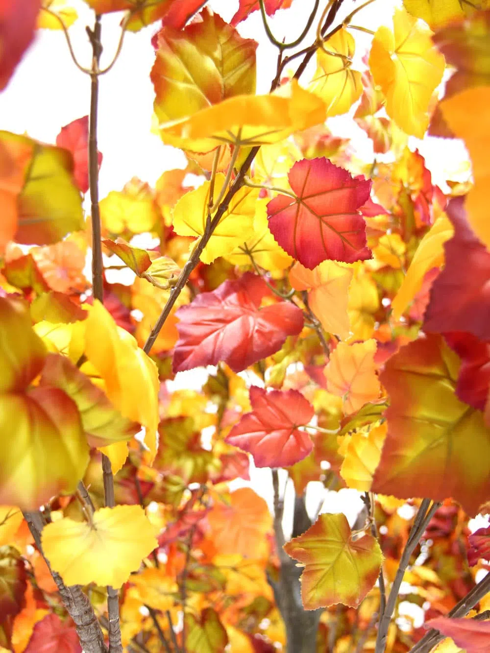 SN6410_Autumn Tree - Thick Trunk_131