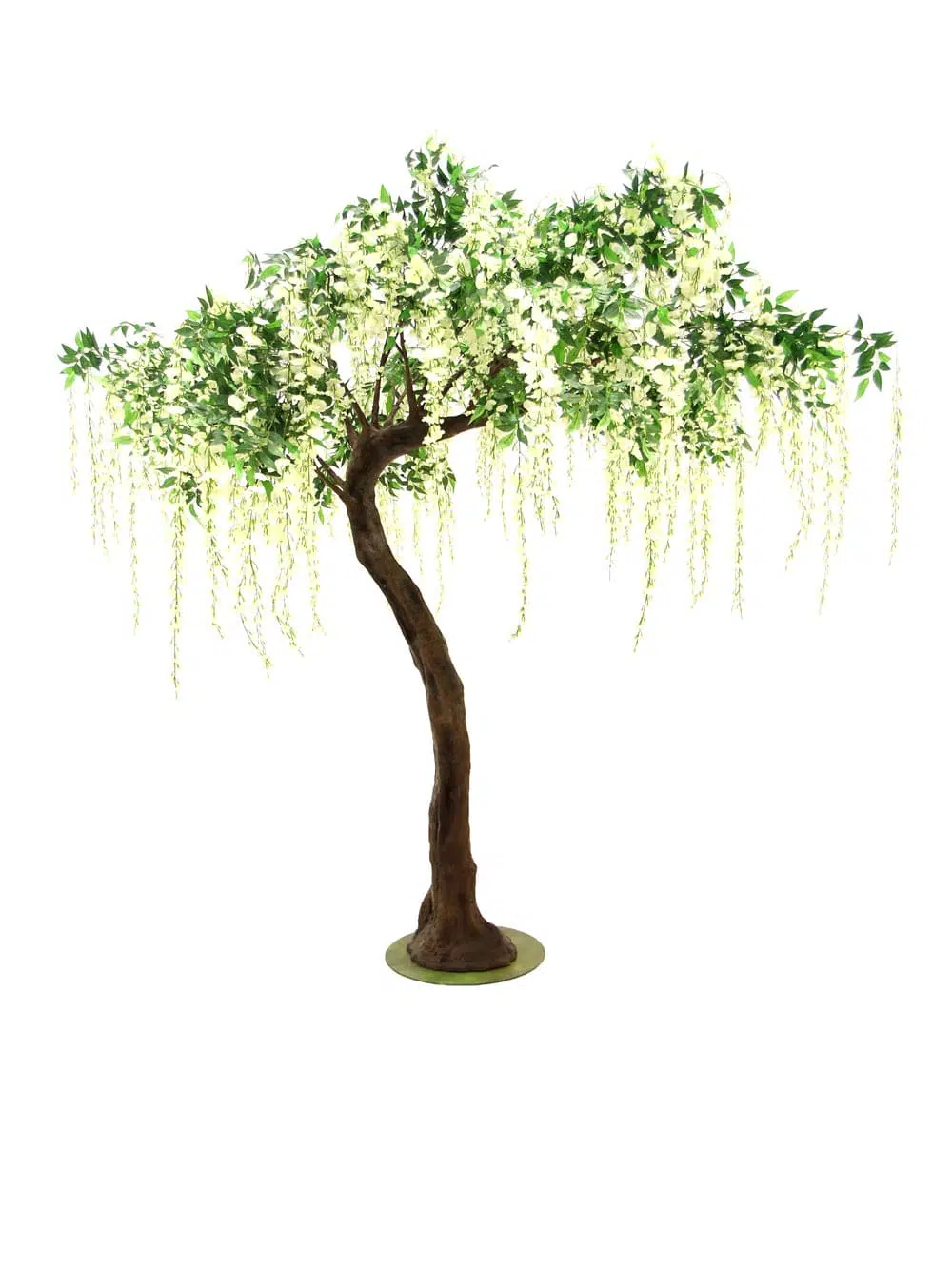 SN6419_Wisteria Long Flower Short Canopy Tree_257