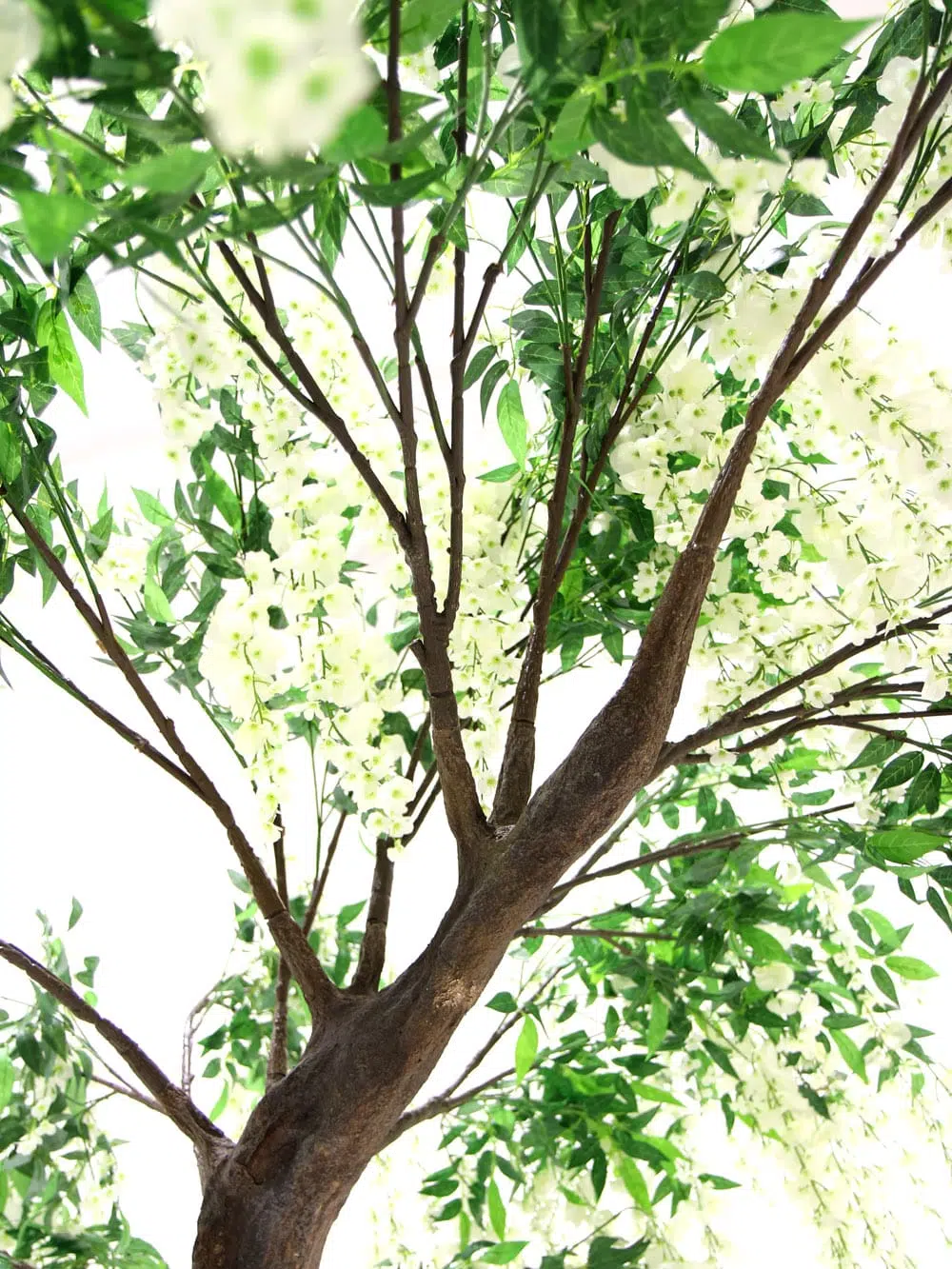 SN6419_Wisteria Long Flower Short Canopy Tree_259