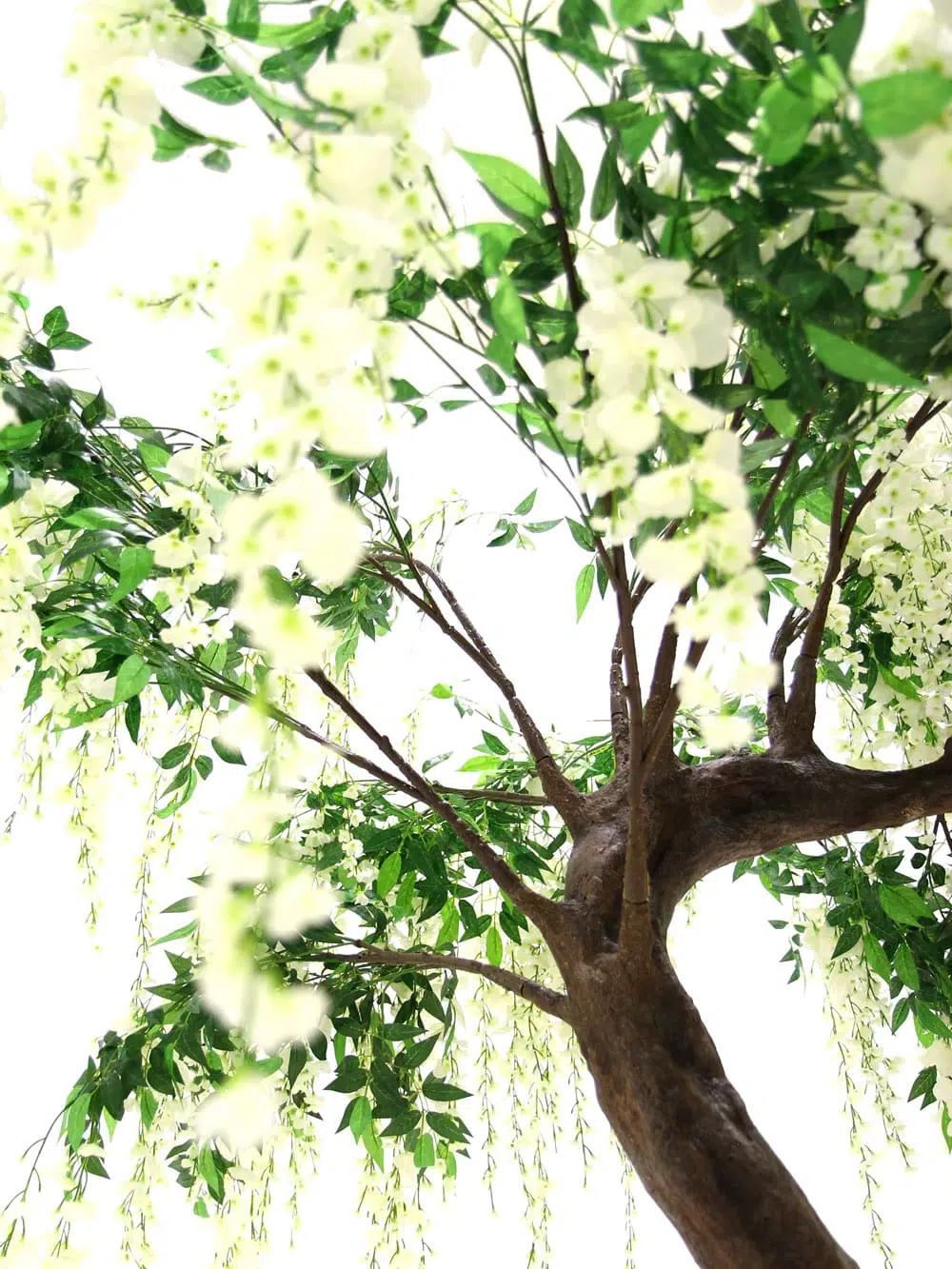 SN6419_Wisteria Long Flower Short Canopy Tree_260