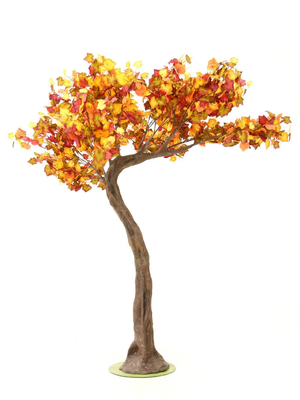 SN6424_Autumn SHORT Canopy Tree_053
