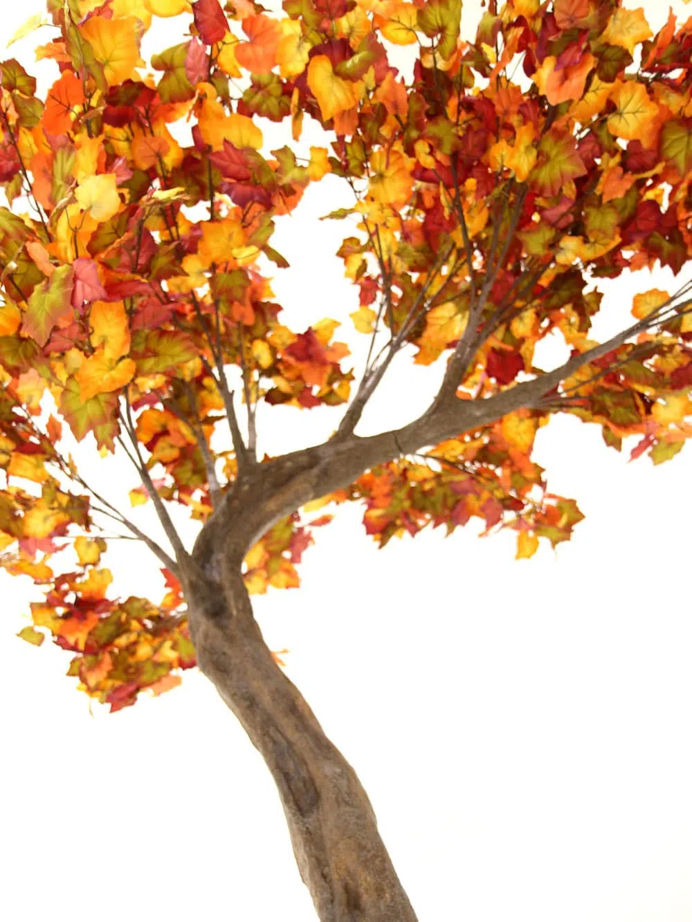 SN6424_Autumn SHORT Canopy Tree_055