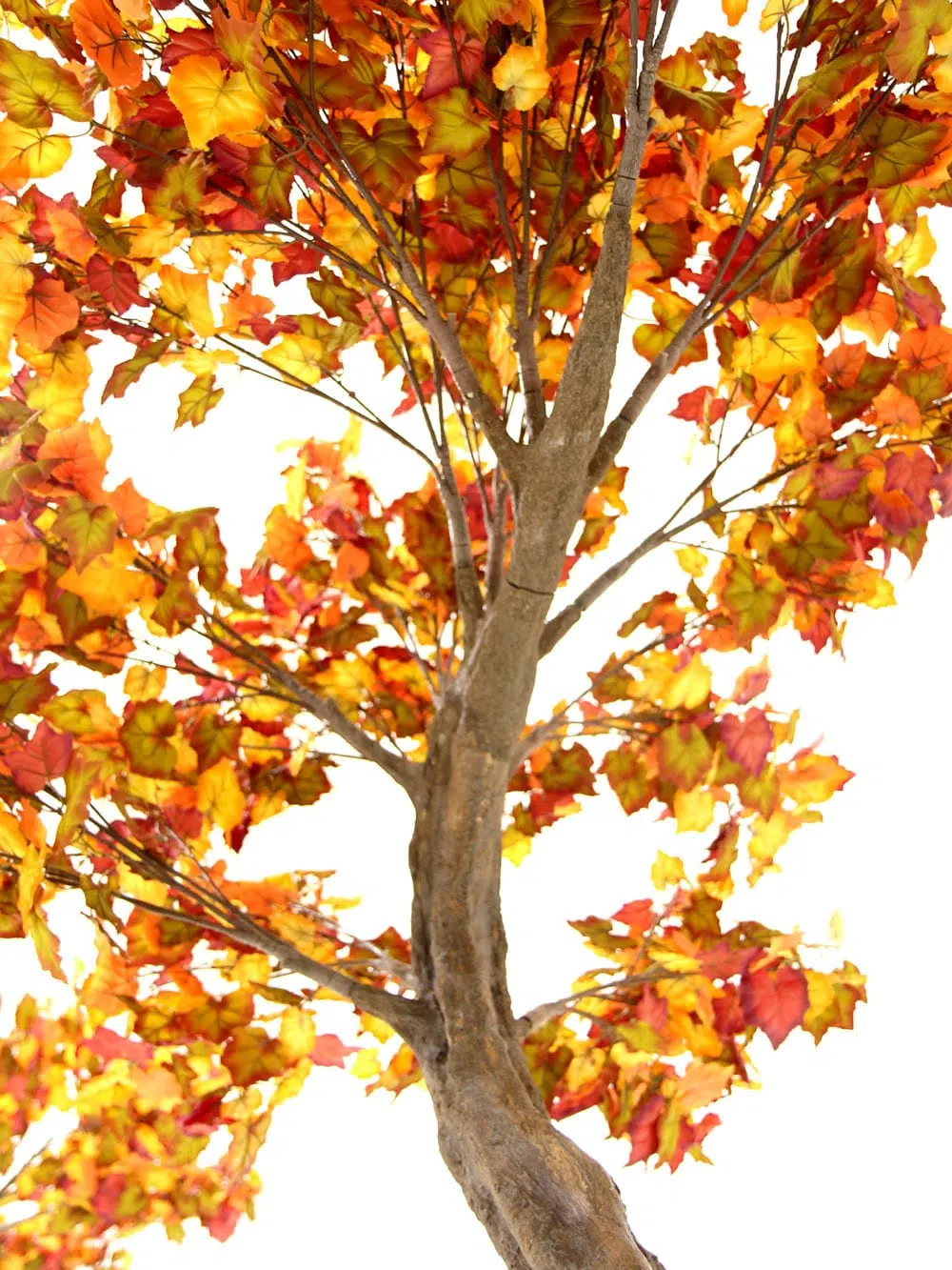 SN6424_Autumn SHORT Canopy Tree_056