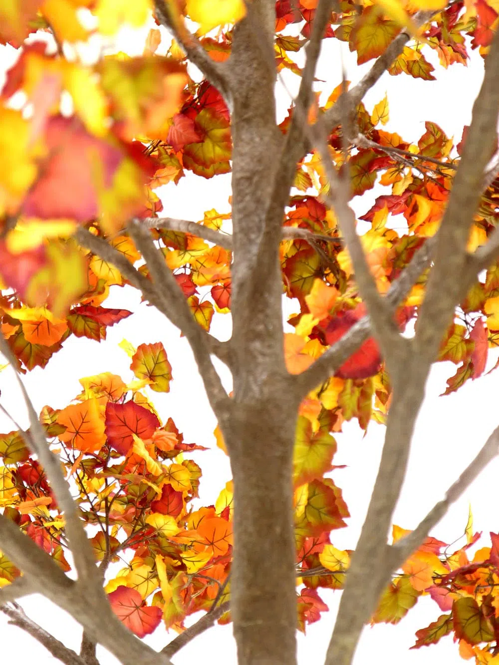 SN6497_Autumn Leaf - Giant Tree_033