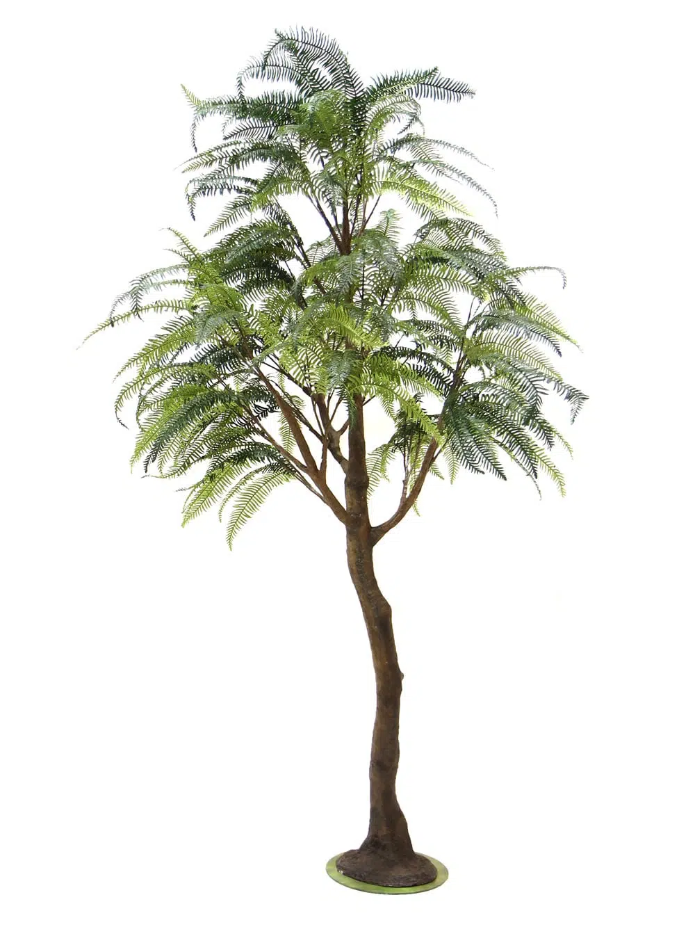 SN6557_Fern Tree (3.2m)_114
