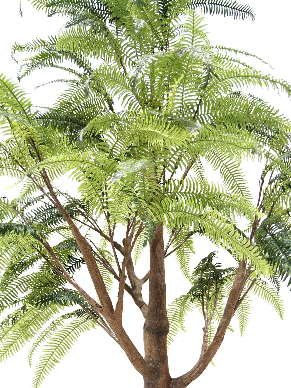 SN6557_Fern Tree (3.2m)_115