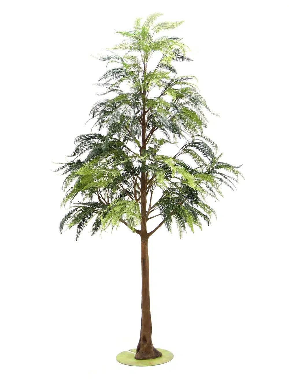 SN6566_Fern - Giant Tree_027