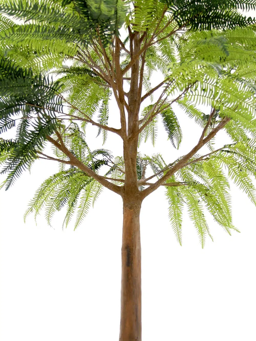 SN6566_Fern - Giant Tree_028