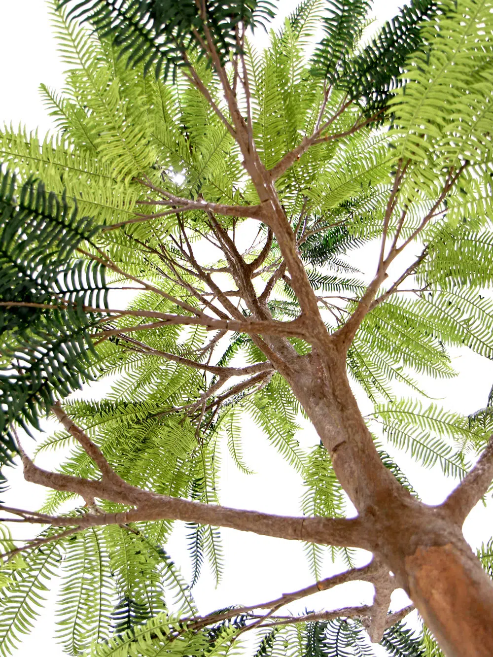 SN6566_Fern - Giant Tree_029
