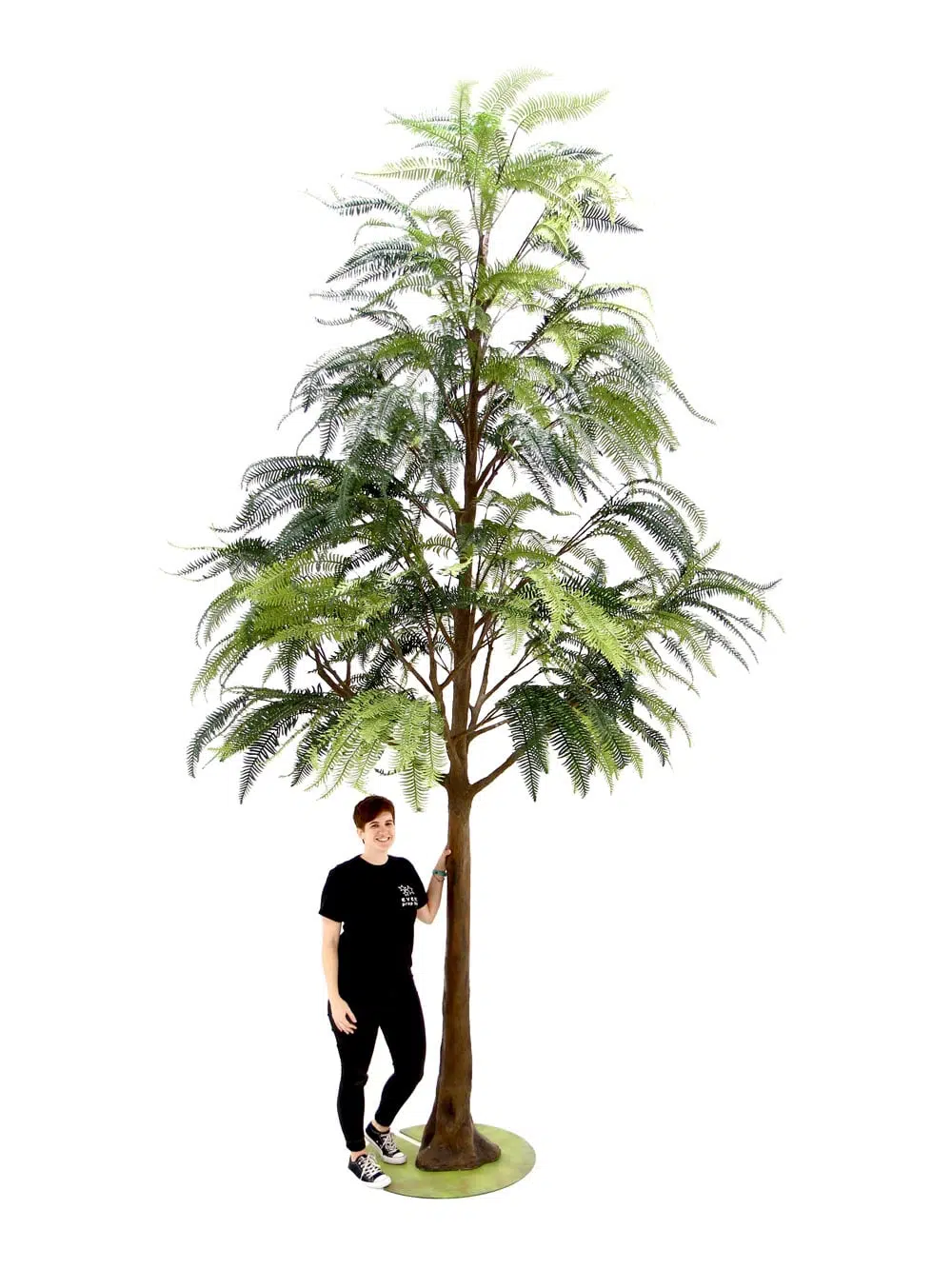 SN6566_Fern - Giant Tree_030