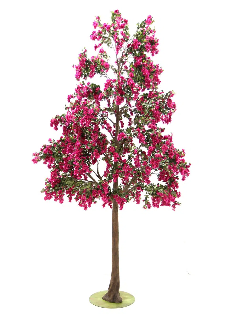 SN6572_Bougainvillea - Giant Tree_034