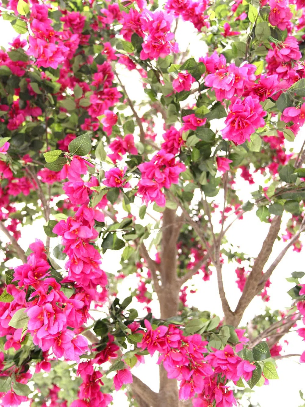 SN6572_Bougainvillea - Giant Tree_035