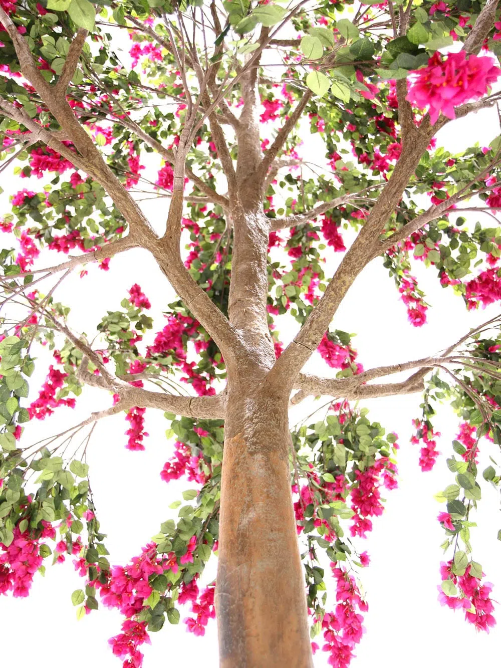 SN6572_Bougainvillea - Giant Tree_036