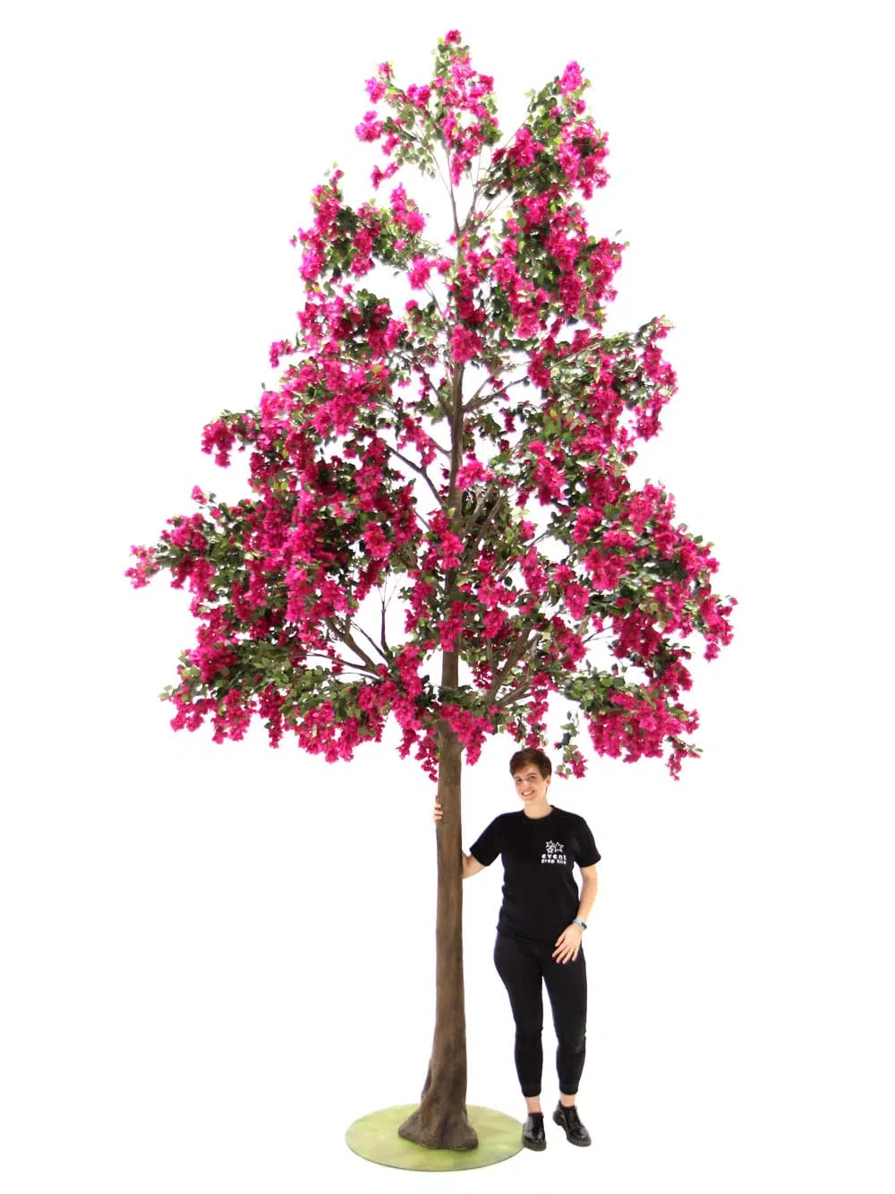 SN6572_Bougainvillea - Giant Tree_037