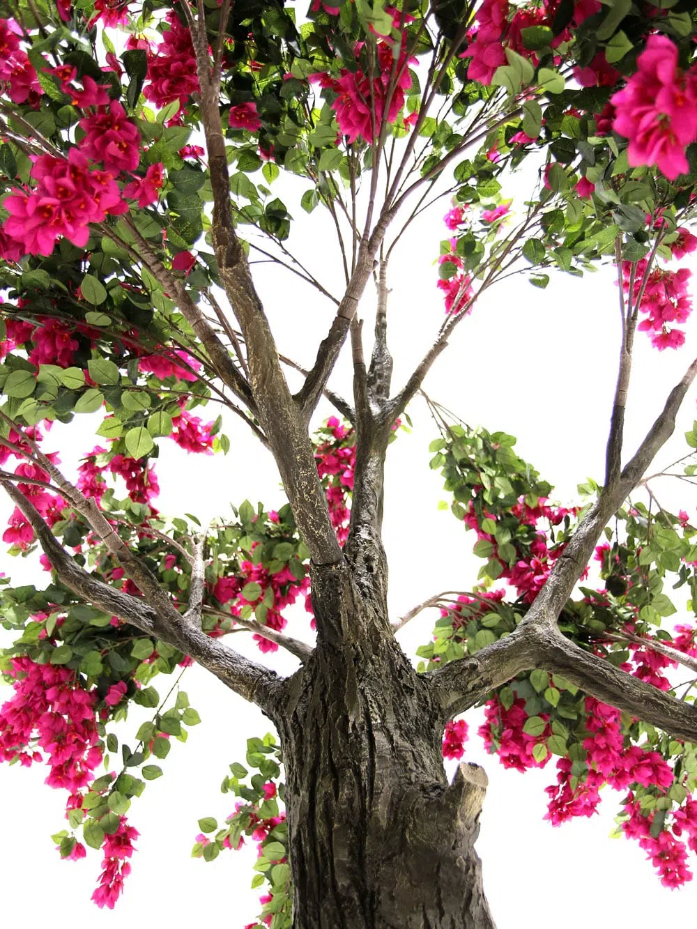 SN6573_Bougainvillea Tree - Thick Trunk_098