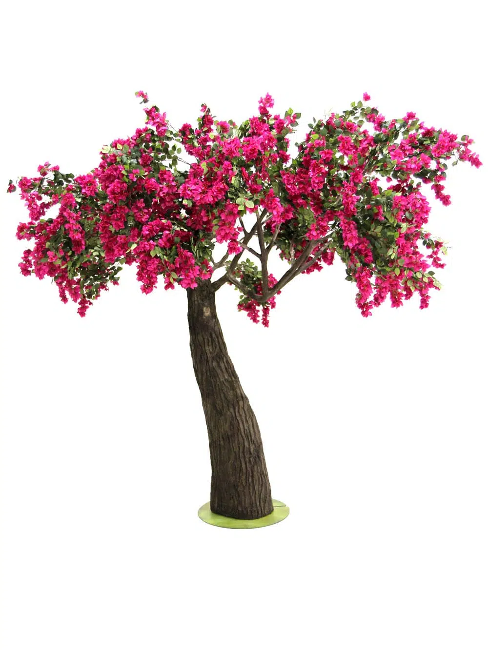 SN6573_Bougainvillea Tree - Thick Trunk_100