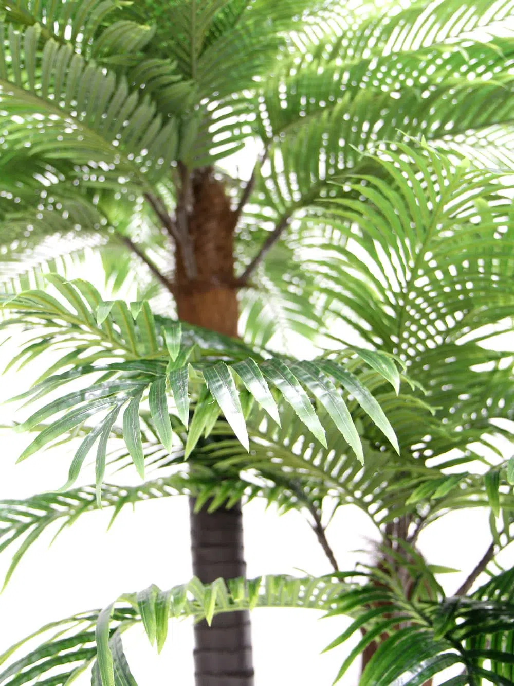 SN6767_SN6768_SN6769_SN6770_SN6771_Triple_Double Headed Palm Trees_192