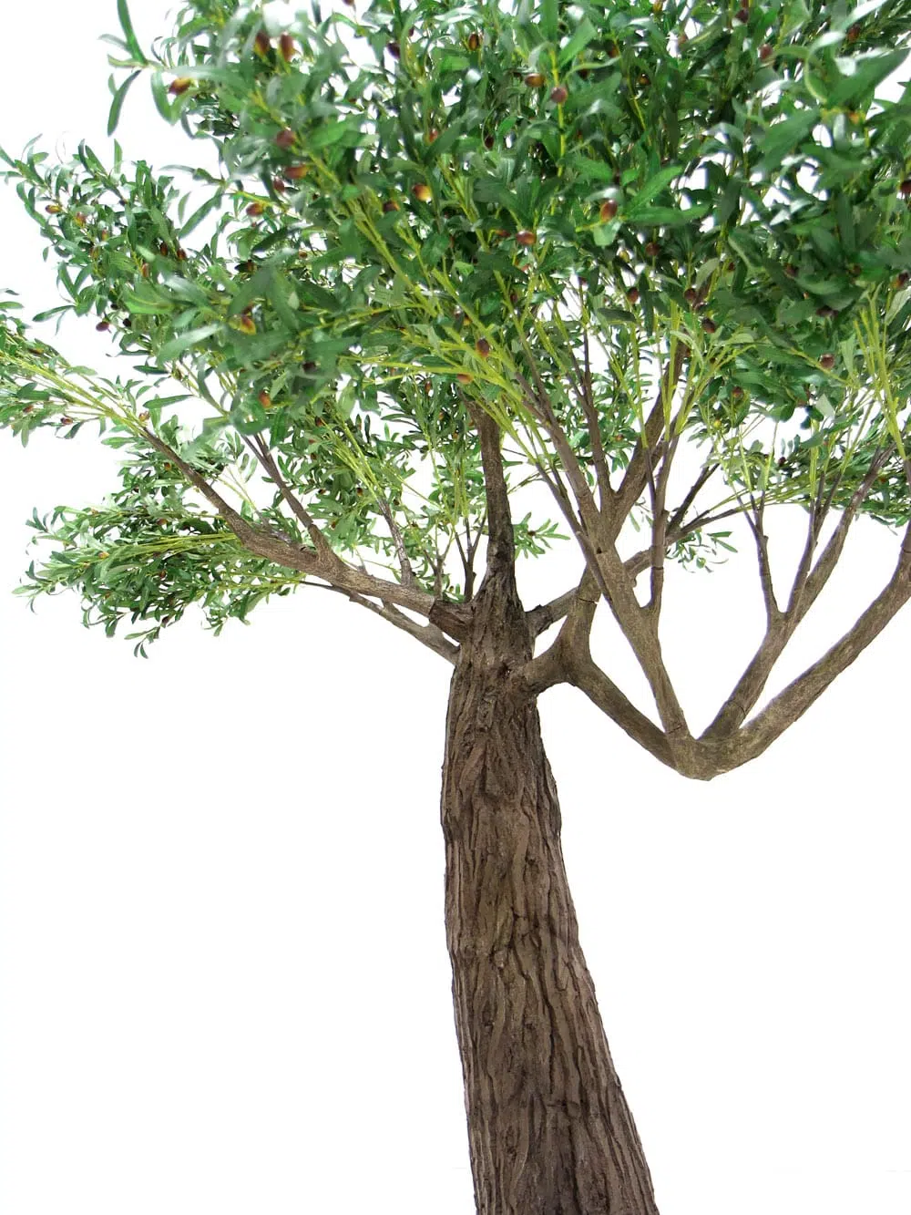 SN6841_Olive Tree - Thick Trunk_ (2)