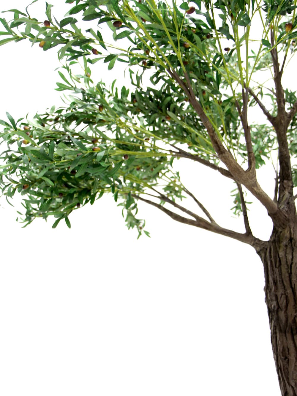 SN6841_Olive Tree - Thick Trunk_ (3)