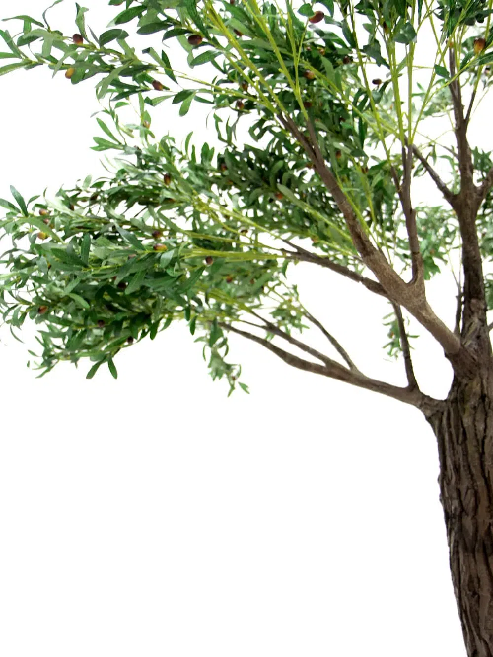 SN6841_Olive Tree - Thick Trunk_ (3)