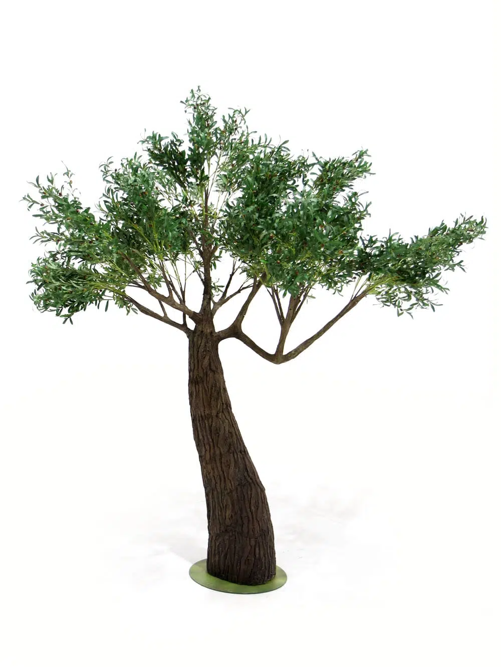 SN6841_Olive Tree - Thick Trunk_