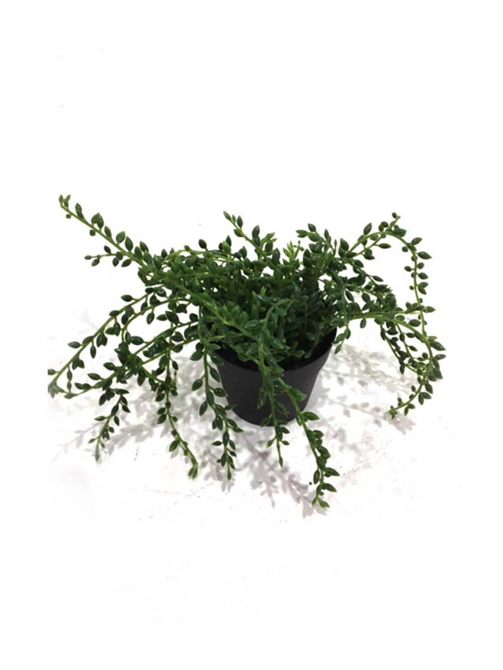 SN6887_replica_assorted_small_mediterranean_plants_25_event_prop_hire_optimised