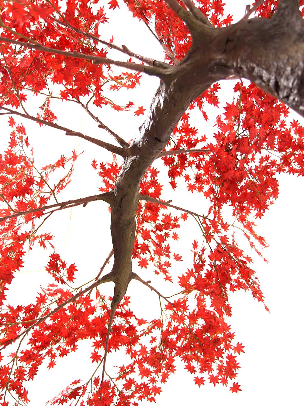 SN6973_red_acer_half_arch_tree_3.1m_31_event_prop_hire_optimised