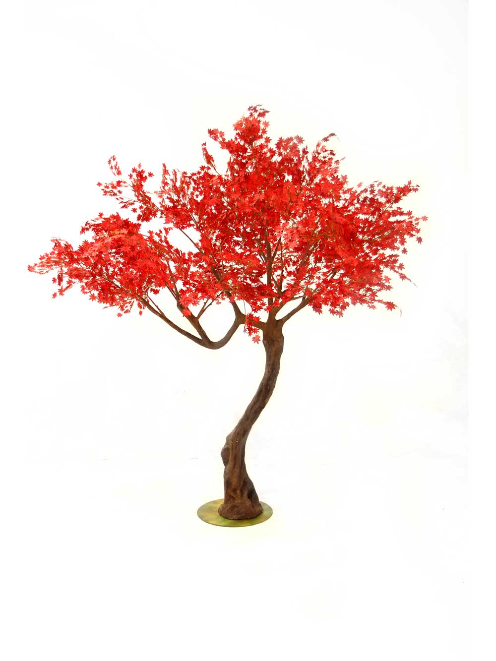 SN6974_red_acer_twisted_trunk_tree_2.9m_34_event_prop_hire_optimised