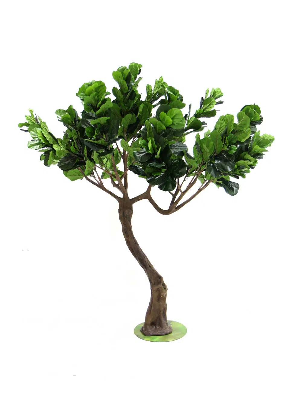 SN7179_fig_twisted_trunk_tree-(2)_11_event_prop_hire_optimised