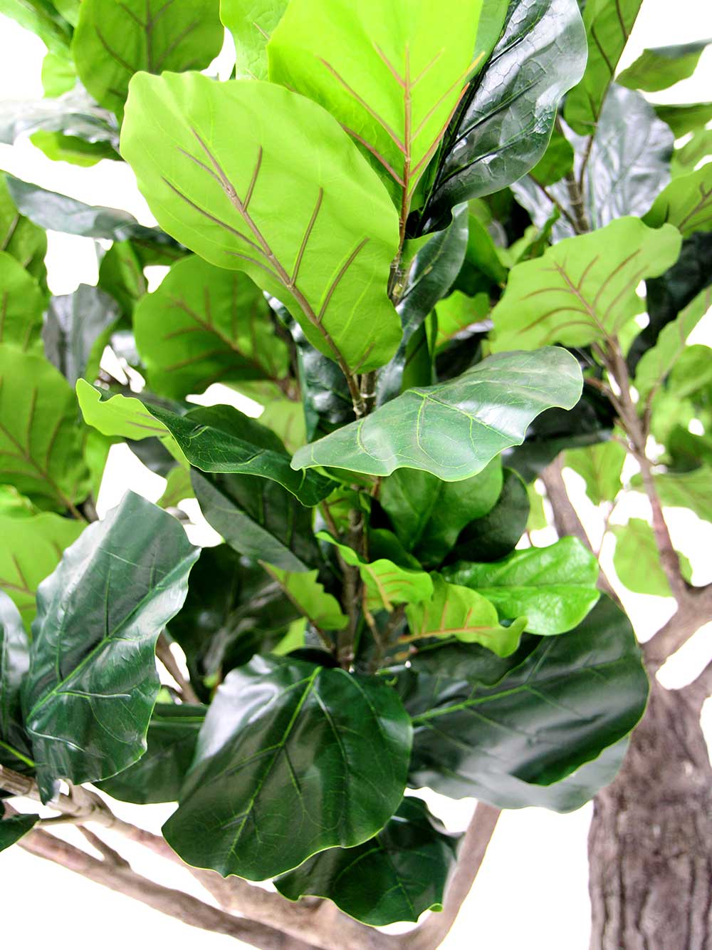 SN7181_fig_tree_thick_truck_2_16_event_prop_hire_optimised