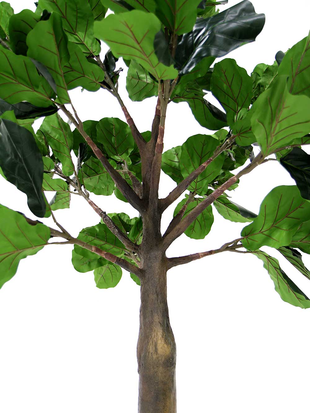 SN7182_fig_tree_2.5m_medium_trunk-(1)_19_event_prop_hire_optimised
