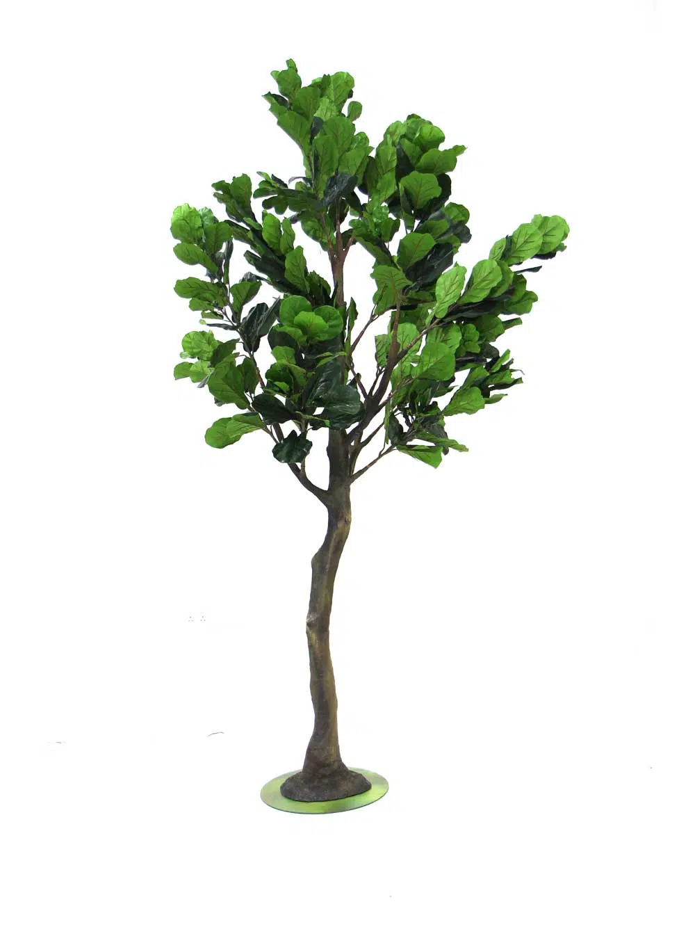 SN7184_fig_tree_3.3m_tall_trunk-(2)_23_event_prop_hire_optimised