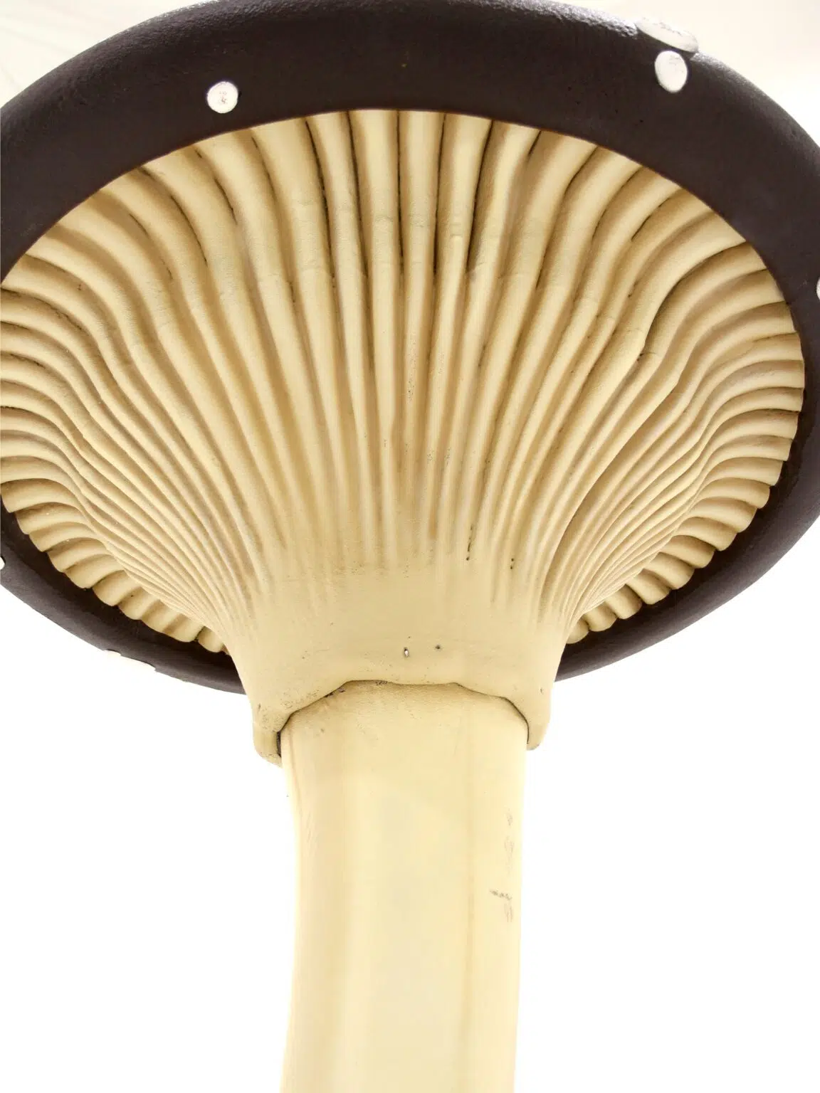 SN6070_Giant Flat Cap Mushroom - Red - Large_248_High Res