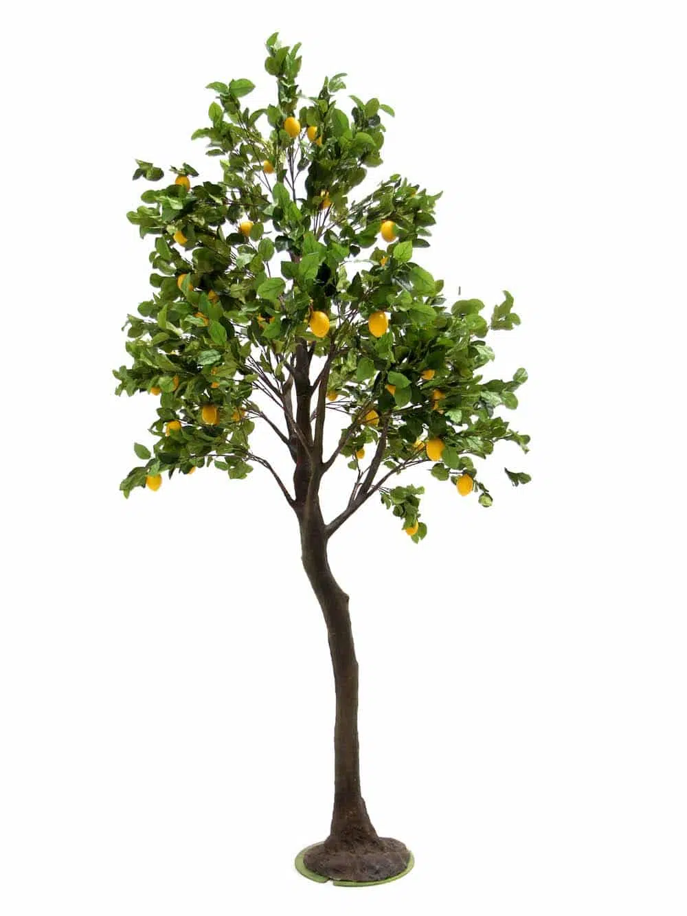 SN8451_Lemon Tall Trunk Tree_event_prop_hire_EPH_creative_572_optimised
