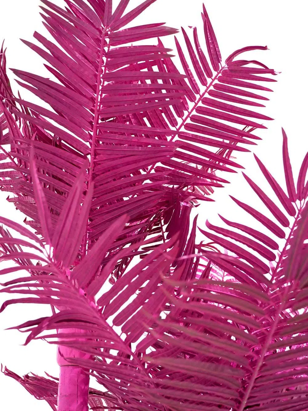 SN8578 _Tall Palm Tree (3. (5) _optimised