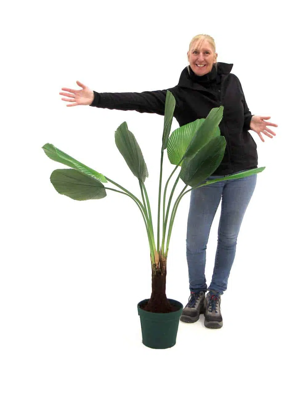 SN9109_Elephant Ear Palm Plant - 130cm_event_prop_hire_EPH_Creative_131_optimised
