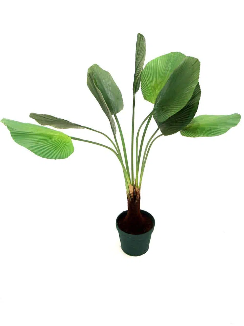 SN9109_Elephant Ear Palm Plant - 130cm_event_prop_hire_EPH_Creative_136_optimised